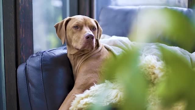 Brown dog relax at home