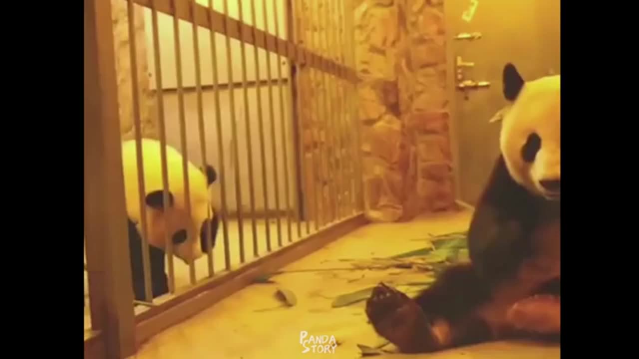 🐼_Too_Funny!_Panda_mother_and_Panda_baby_Funny_moments__-_Panda_Funny_Video