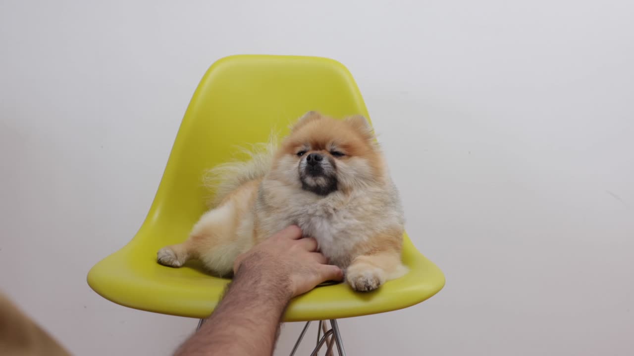 The owner is videoing the dog sitting on a chair and petting it (new dog video)