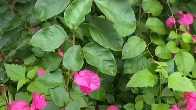 Beautiful flowers