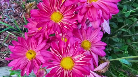 Flowers To Brighten Your Day From Petunia