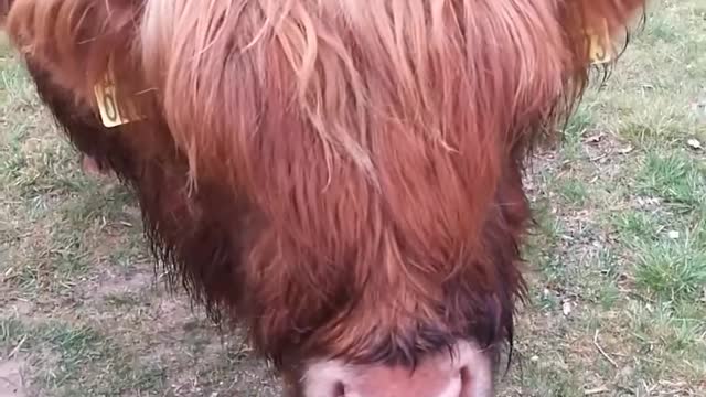 Highland Cow Licks Person's Hand and Gags