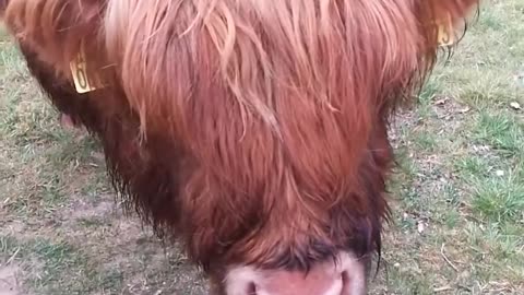 Highland Cow Licks Person's Hand and Gags