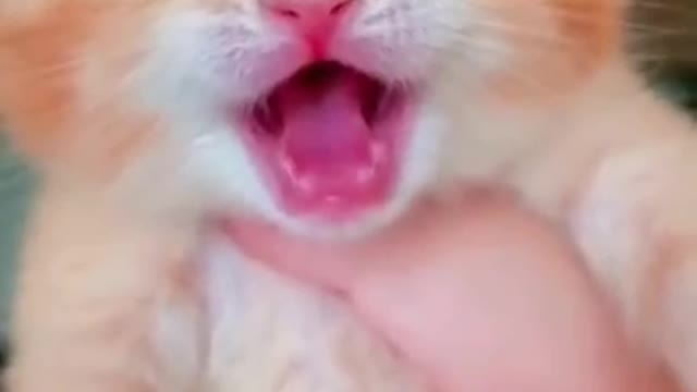 cute cat crying