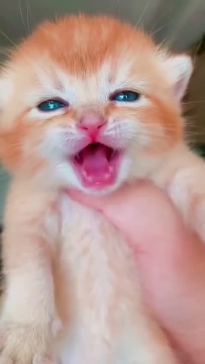 cute cat crying