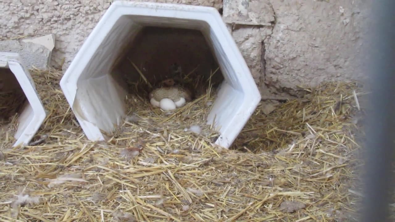 Chineese goose chicks