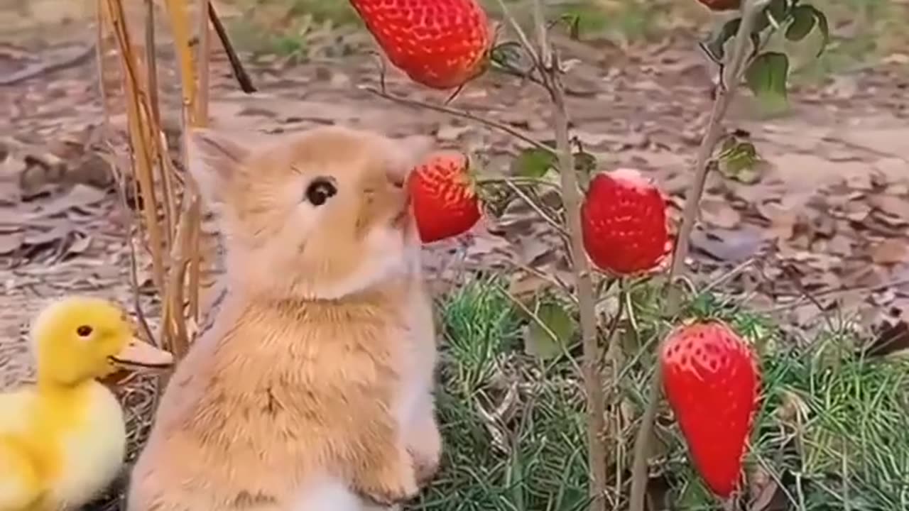 so so cute rabbit