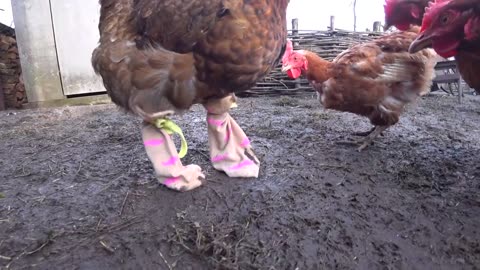 Chicken in shoes-funny videos with chicken...