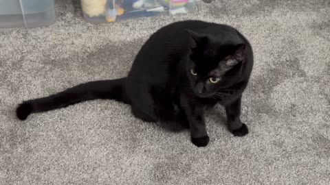 Adopting a Cat from a Shelter Vlog - Cute Precious Piper is a Carpet Inspector