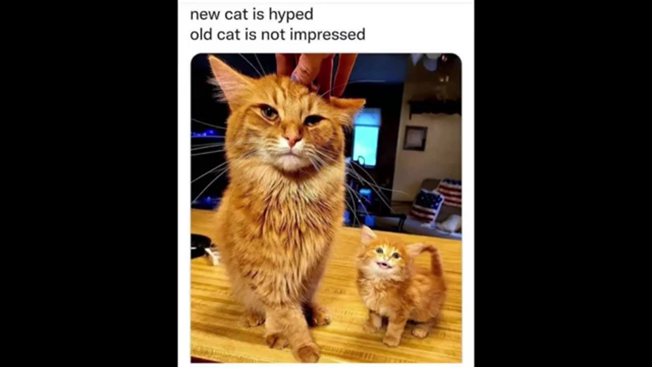 Funny cat meme