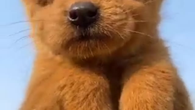 Cute Animals | Funny Videos Compilation 2021