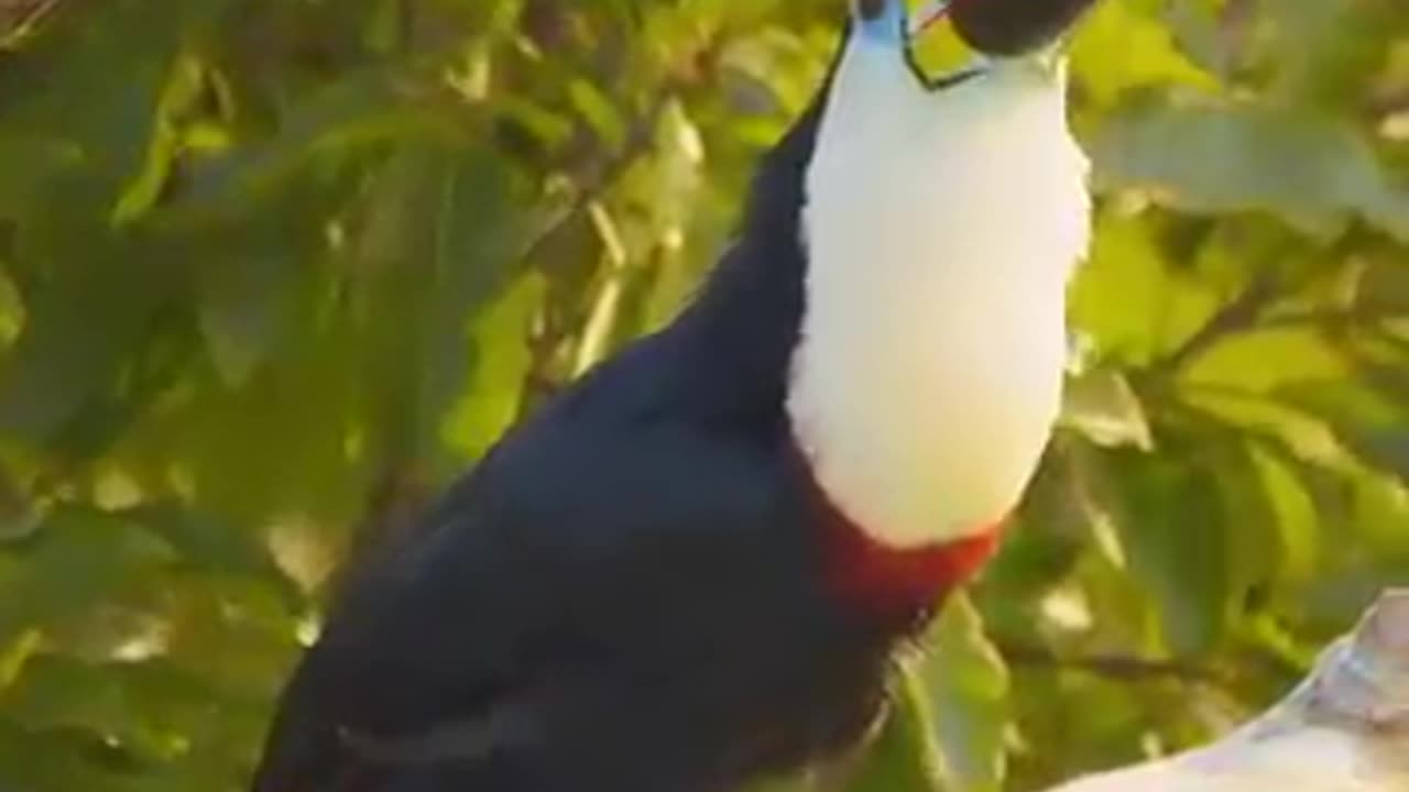AMAZON - The World's Largest Jungle ||
