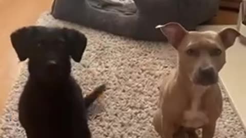 A GIGGLE 4-3-23