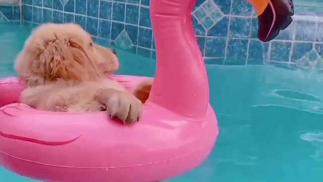 Dog floating into the water