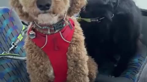<>THE DOG BUS <>