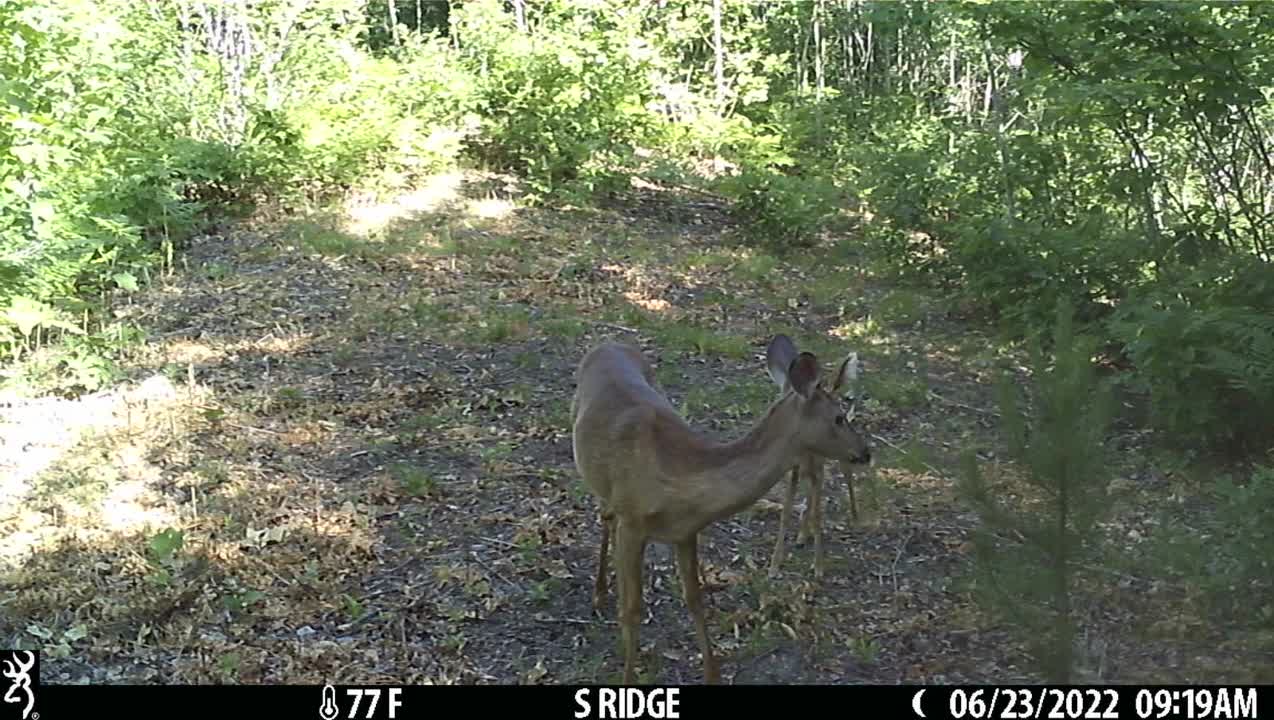 Doe won't let her fawn feed and he gets the rips.