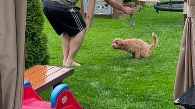Dadswiththedogtheydidntwant
