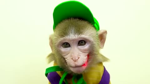 Kiki Monkey Swims at the swimming pool, Monkey play with boll