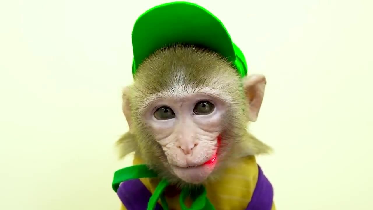 Kiki Monkey Swims at the swimming pool, Monkey play with boll