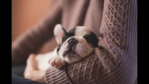 Relaxing music for dogs - dog music to sleep - shooting music