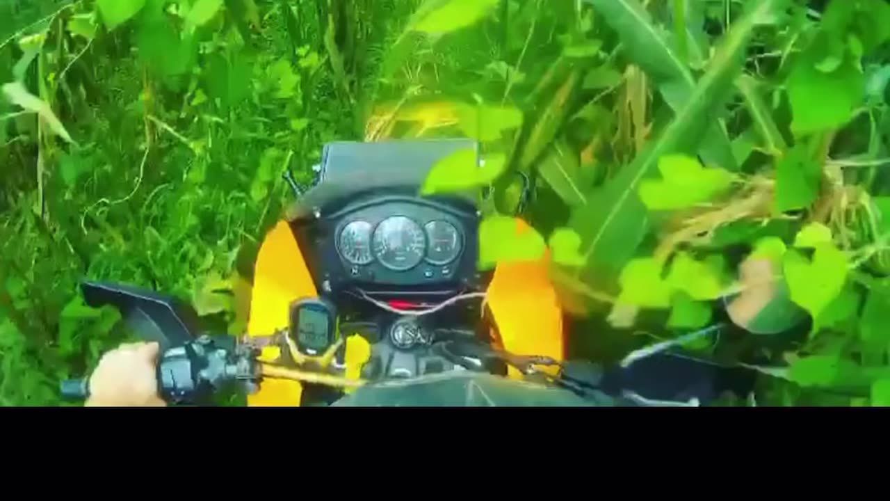 KLR in the Jungle