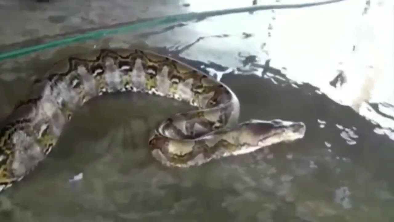 Biggest Snakes Ever Caught On Camera