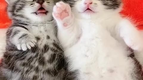 Adorable Kittens!!!