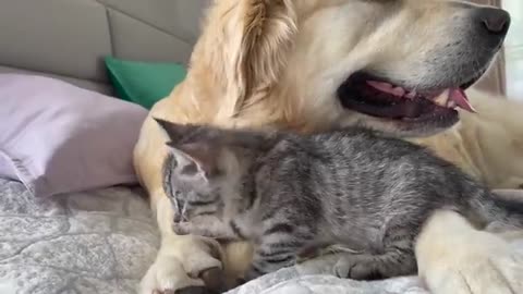 What the friendship of a Golden Retriever and a Baby Kitten looks like