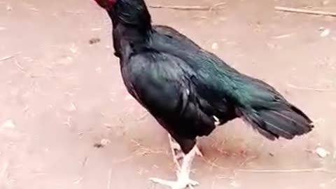 Aseellover Aseel murga Ka shok