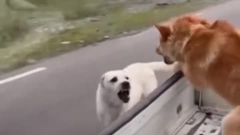 Dogs true friendship 🐕 🐶 🦮 🐕‍🦺