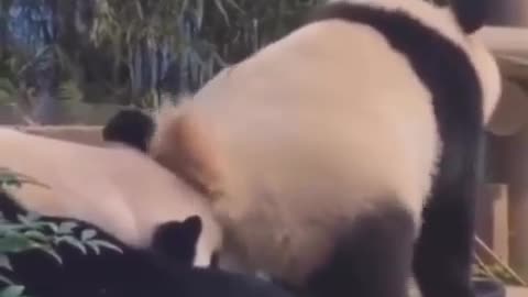 pandas are so adorable and majestic 😄😆😄😆😄