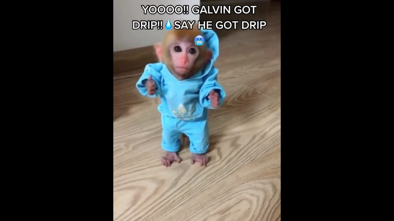 Funny animals
