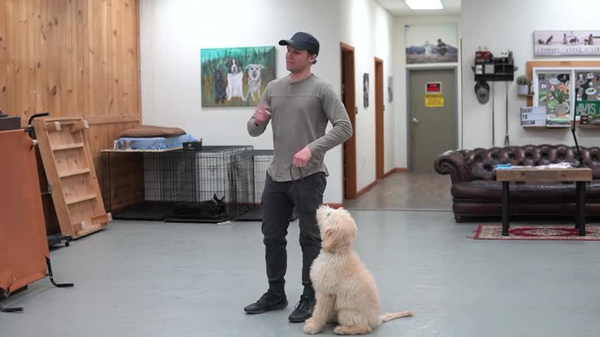 Dog Training