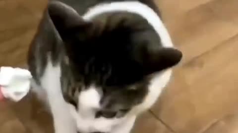 battle fight Funny cat videos 😺