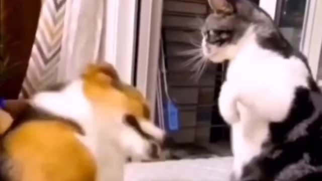 Dog and cat fight