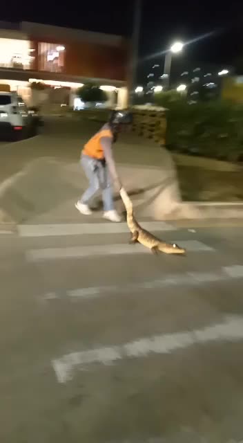 Primero en El Pozón y ahora en Parque Heredia, siguen apareciendo babillas