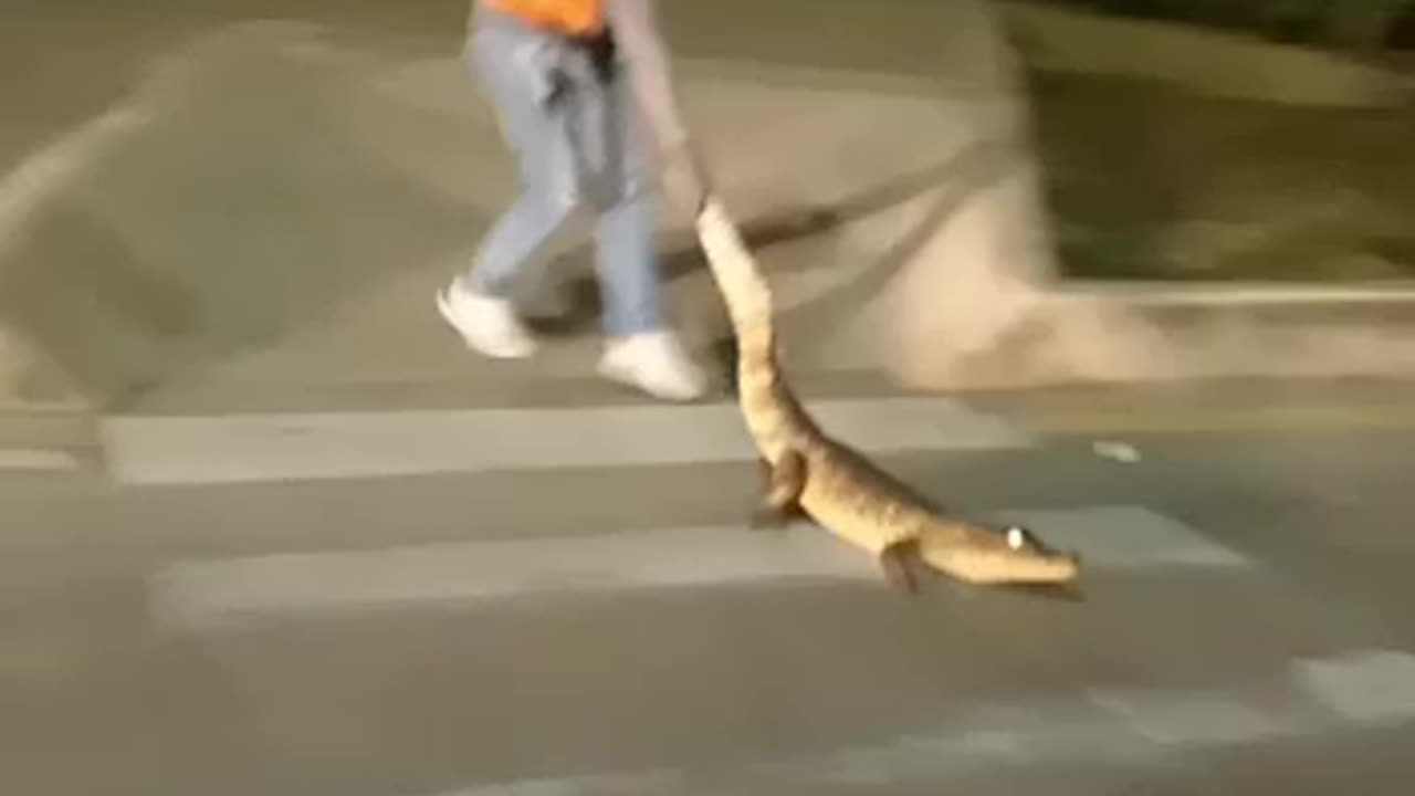 Primero en El Pozón y ahora en Parque Heredia, siguen apareciendo babillas