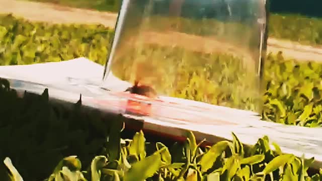 Bumblebee rescue.