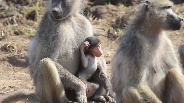 Baboon Baby Copyright Free Animal Videos