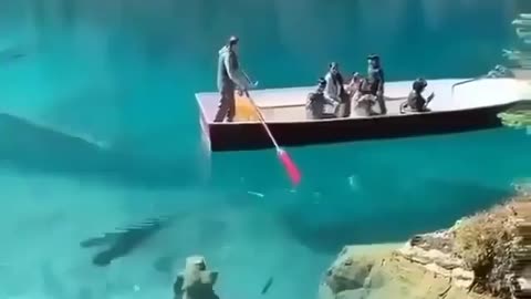 This is a beautiful and charming water-dwelling species