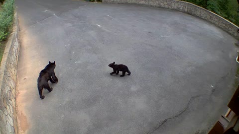 Bear Cub Practices Stop, Drop and Roll
