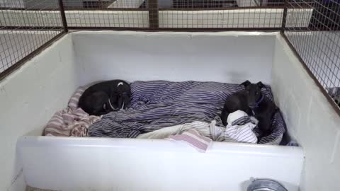 Inside Greyhound Racing Life at a Racing Kennels