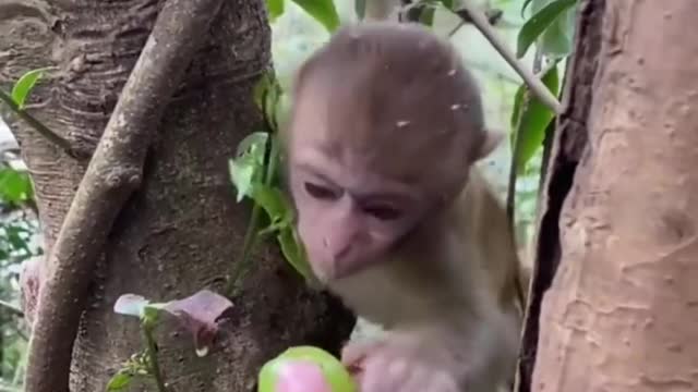 Little monkey eats grapes, so cute