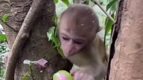 Little monkey eats grapes, so cute