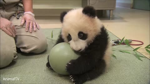 Cute Baby Pandas Playing Compilation - TRY NOT TO LAUGH!