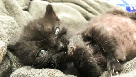 The cat is playing with its paws.