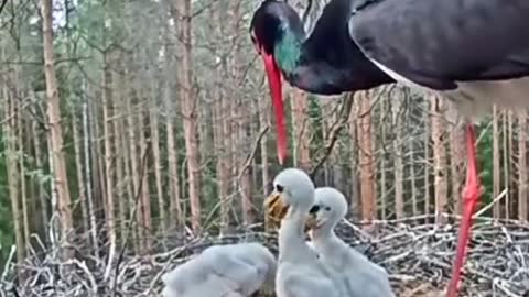 Red billed bird