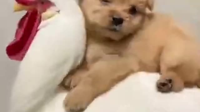 Chicken take care of Dog Funny Videos