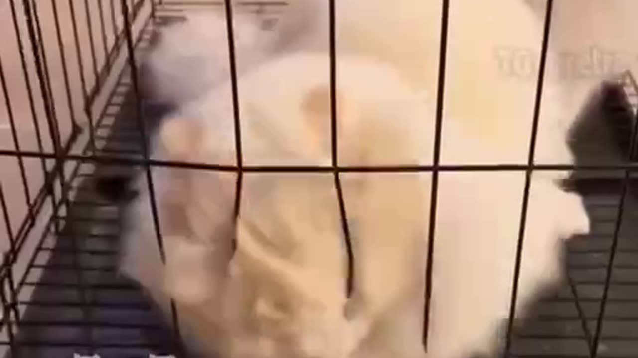 this cat does the impossible.