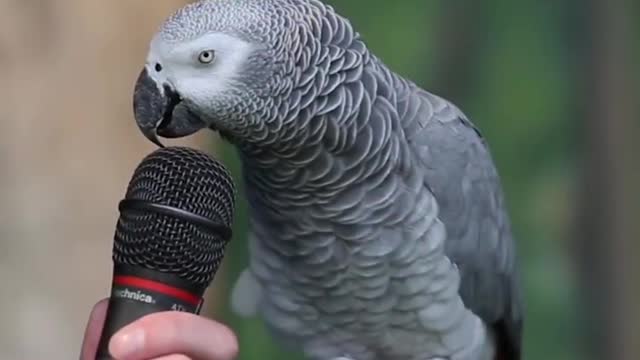 Funny Parrot - A Cute Funny Parrots Talking video